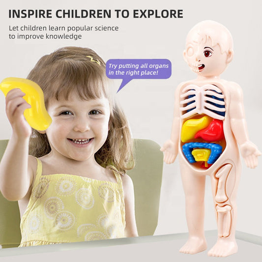 3D Human Body Organ Model