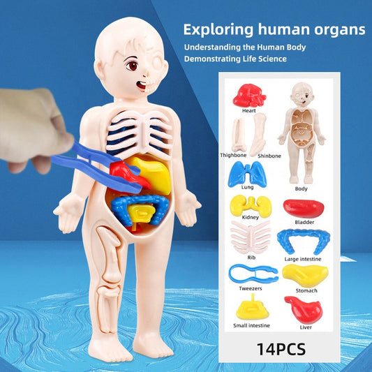 3D Human Body Organ Model