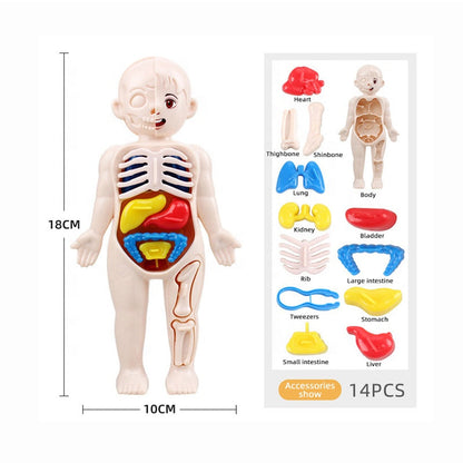 3D Human Body Organ Model