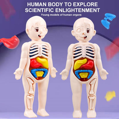 3D Human Body Organ Model
