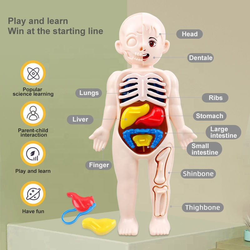 3D Human Body Organ Model