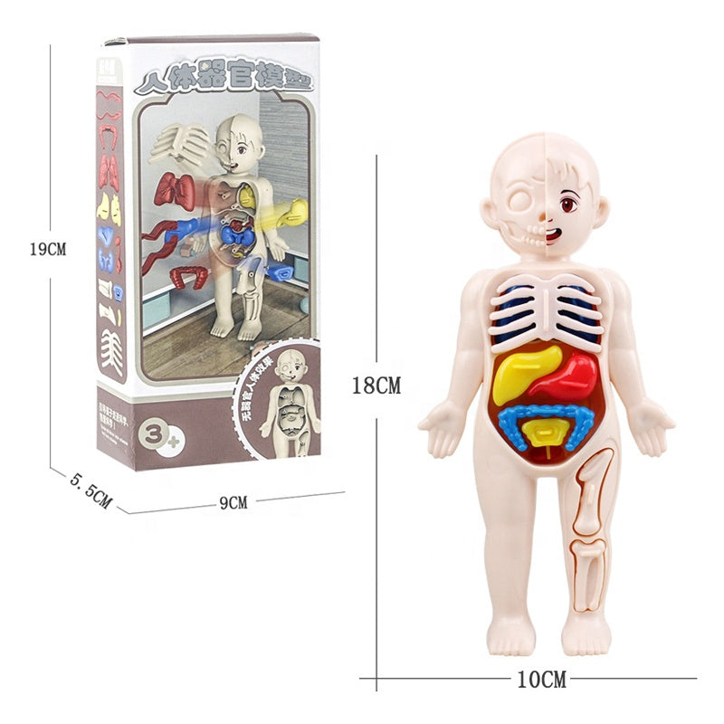 3D Human Body Organ Model