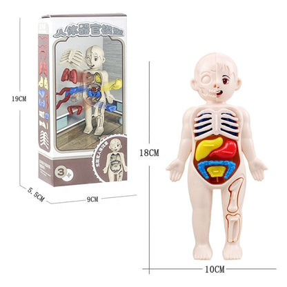 3D Human Body Organ Model